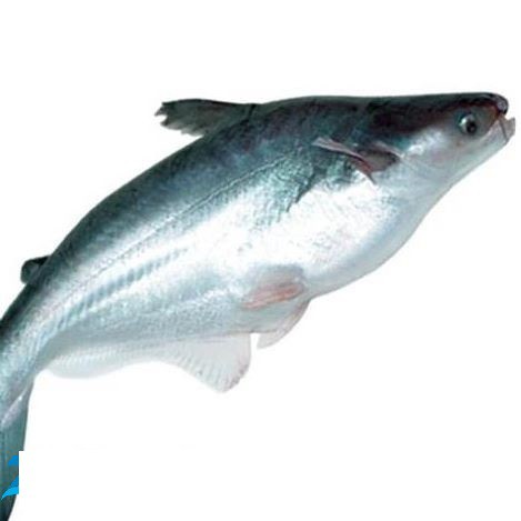 Cá Basa - Thực phẩm Hưng Gia - Công Ty TNHH Xuất Nhập Khẩu Quốc Tế Hưng Gia